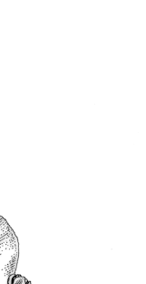 Image result for Phyllanthus bernierianus