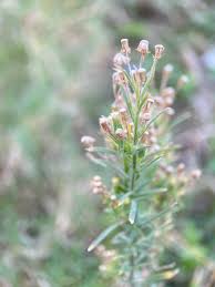 Image result for Erigeron bonariensis