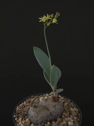 Image result for Eriospermum mackenii