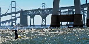 Great Chesapeake Bay 4.4 Mile Swim & 1 Mile Bay Challenge
