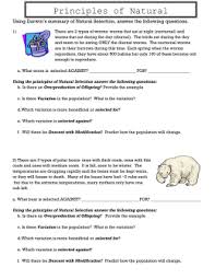 The darwin's theory of natural selection emphasizes that the organisms of the same species with more beneficial traits survive while the others die off. 29 Darwin Natural Selection Worksheet Answers Free Worksheet Spreadsheet