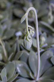 We did not find results for: Senecio Cephaluphorus Flower Stem Senecio Silver Grey Leaves Succulent Silver White Flora Plant Grey Pikist