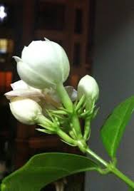 Pin On Say It With Flowers