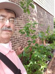 Here's a message from Allen Nichols, President of The American Chestnut  Foundation, New York Chapter: Looking for something special to give  someone? Consider giving a gift membership to The American Chestnut  Foundation.