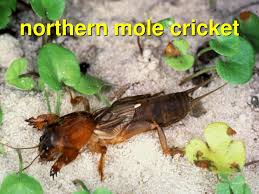 Will mole crickets damage my yard. In The Beginning Thousands Of Years Ago There Was Only Ppt Download