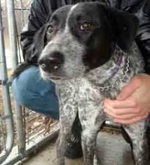Lady Is An Adoptable Australian Cattle Dog Blue Heeler Dog In Macomb Il Lady Is A 1 Year Old Blue Heeler Dogs Australian Cattle Dog Blue Heeler Cattle Dog