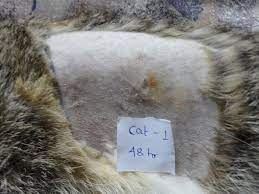 Appearance Of The Surgical Wound At 48 Hr After Spaying Through Left Download Scientific Diagram