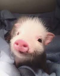 Lucy On Instagram Sentience The Ability To Perceive One S Environment And Experience Sensations Like P In 2020 Cute Funny Animals Cute Little Animals Cute Baby Pigs