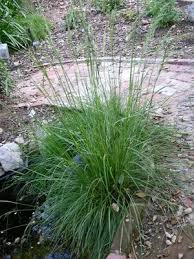 Image result for Festuca caprina