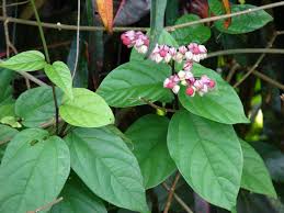 Image result for Clerodendrum splendens