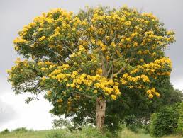 Image result for Markhamia obtusifolia