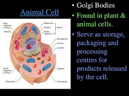 Cells The Basic Unit Of Life Ppt Download