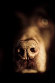 Great Dog Nose Dog Nose Dog Tattoos Dogs
