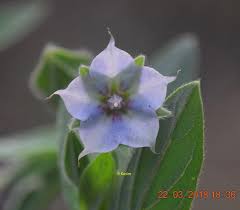 Image result for Trichodesma zeylanicum