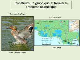 ¤ sujets svt martinique sept.2013. Svtcalvin Un Graphique Sur Les Sarcelles