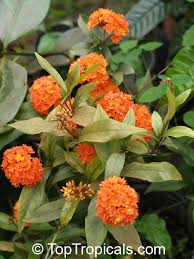Image result for Ixora laurentii
