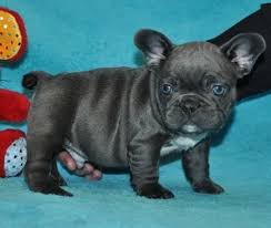 The current median price of french bulldogs in indiana is $3,125.00. French Bulldog Puppies For Sale In Savannah Ga L2sanpiero