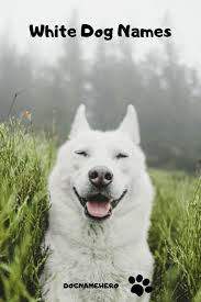 White Dog Names Finding The Perfect Name For Your White Puppy Dog Breed Names Dog Names White Puppies