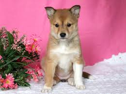 Find cute dogs available for adoption & bring your puppy home from a reputable agency today. Shetland Sheepdog Mix Puppies For Sale Puppy Adoption Keystone Puppies