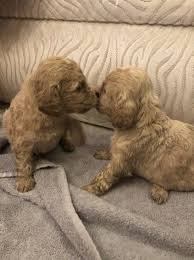 Our facility has cockapoo puppies for sale that will melt your heart. Cockapoo Puppies For Sale Virginia Beach Va 272758