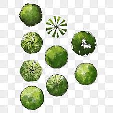 Top View Trees Color Top View Trees Plan Tree Color Png Transparent Clipart Image And Psd File For Free Download Tree Photoshop Trees Top View Tree Plan