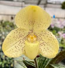 Image result for Pachycarpus concolor