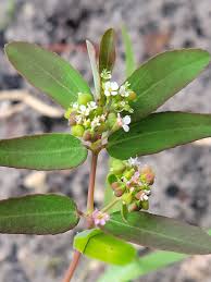 Image result for Euphorbia hypericifolia