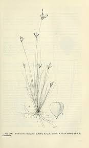 Image result for Bulbostylis scabricaulis