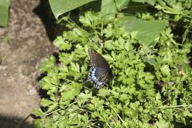 Having been strategically placed on a preferred tree species, a newly hatched caterpillar won't need to travel at all to start feeding on its favorite leaves; My Parsley Is Attracting Butterflies Learn About Attracting Black Swallowtails