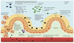 high alkaline phosphatase symptoms how to reduce it