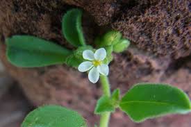 Image result for Limeum viscosum