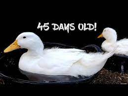Growing Ducks And Ducklings At Home Farmer