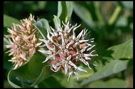 Showy Milkweed Asclepias Speciosa
