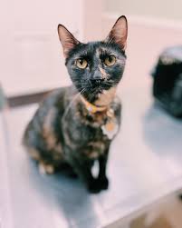 Vanguard veterinary associates are bringing affordable vaccinations and preventative health care events to a city near you. Rabies Vaccine In San Antonio Texas Low Cost Rabies Vaccination In Sa Pet Vaccination Clinic