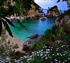 Flower Beach Flower Beach Rocks Water Hd Wallpaper Peakpx