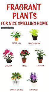 I Want Lavender Lily N Jasmine Plants Fragrant Plant Inside Plants