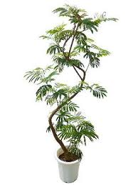 エバーフレッシュの育て方 自然と暮らす 観葉植物