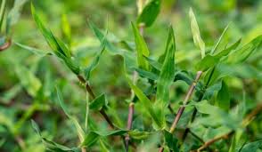 Image result for Digitaria brazzae