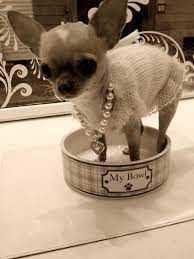 Pin De Eca Camazo En D Creative 1 Perros Chiguagua Fotos De Perros Chihuahua Perros Chihuahua