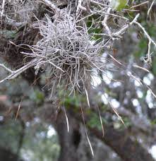 That means any water they absorb won't be well distributed, and the extra weight can bring. Ball Moss Good Or Bad Native Plant Society Of Texas