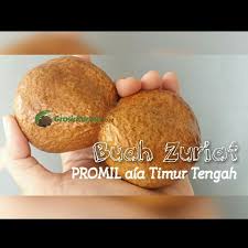 Manfaat buah zuriat kembar, jujur saya pribadi mendengar nama buah ini sangat asing, sehingga tertarik untuk mengetahui apa sih zuriat tersebut? Buah Zuriat Kembar Doum 1pcs Grosir Kurma