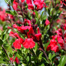 Check spelling or type a new query. Autumn Sage Cvs Inland Valley Garden Planner