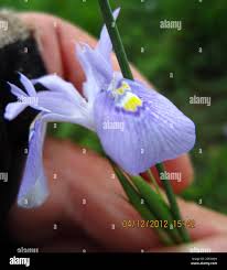 Image result for Moraea elliotii