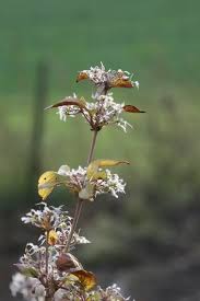 Image result for Clematis recta atropurpurea