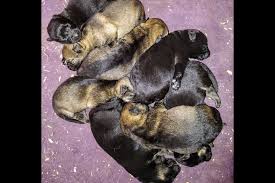 Hello, we have several litters of yorkiepoo & yorkie & yorkachon outstanding akc quality german shepherd puppies, champion imported schiii working lines everything you could ask for!*! Pin On Cross Keys K9 German Shepherd Dogs