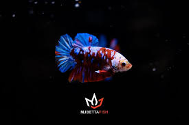Lautan, bawah air, rumput laut, batu karang, tran, sekolah ikan, latar belakang laut, biologi kelautan, ikan karang, ikan laut dalam, background underwater 4288×2848,852998 we use cookies and other technologies on this website to enhance your user experience. Mj Betta Fish Multicolor Series Size M Strong Colour Facebook