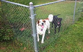 The factor of sunlight requirements is just one of the many practical considerations that come to the fore when planning fence line landscaping. 15 Chain Link Fence Ideas For Residential Homes Home Stratosphere