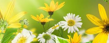 12 flores para um jardim florido e colorido | EcoAdubo