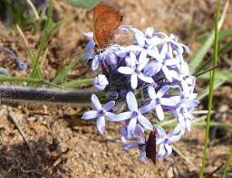 Image result for Pentanisia prunelloides