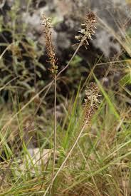 Image result for Drimia elata